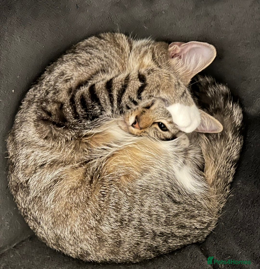 Mixed Breed cats for sale: Cat For Sale  - Image 2