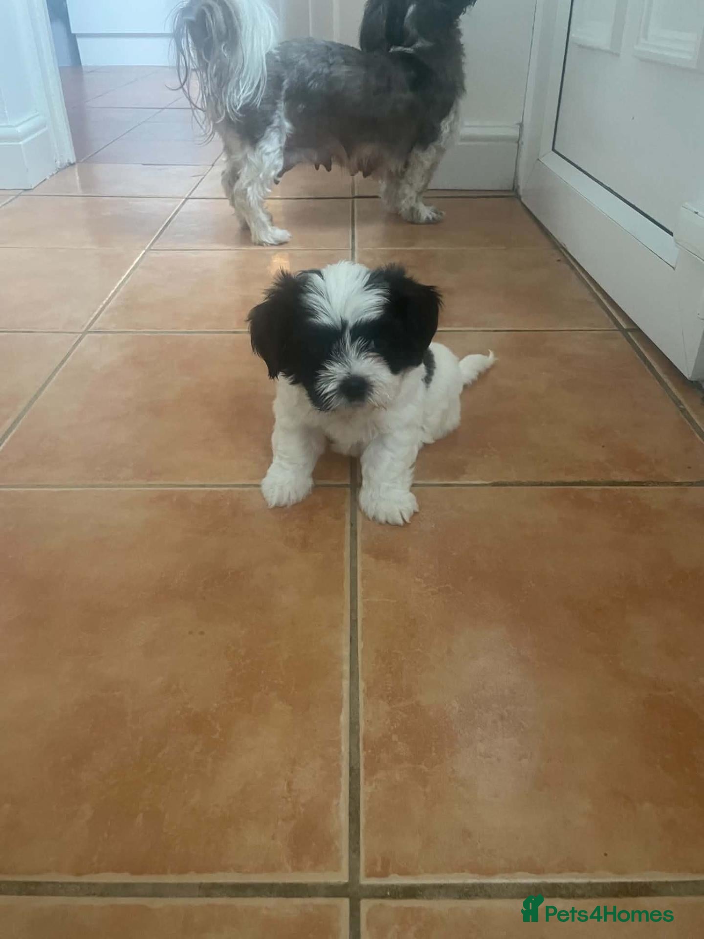 Shih Tzu dogs Adorable Shih Tzu puppies ready to go now! - Advert 4