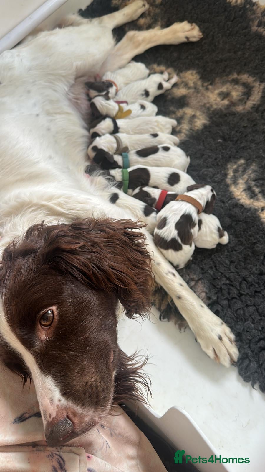English Springer Spaniel dogs KC registered L&W springer pups  - Advert 1