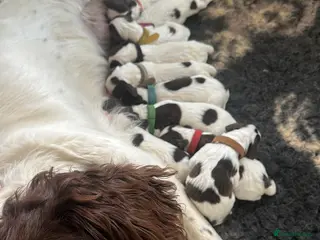 English Springer Spaniel dogs KC registered L&W springer pups - Advert 6