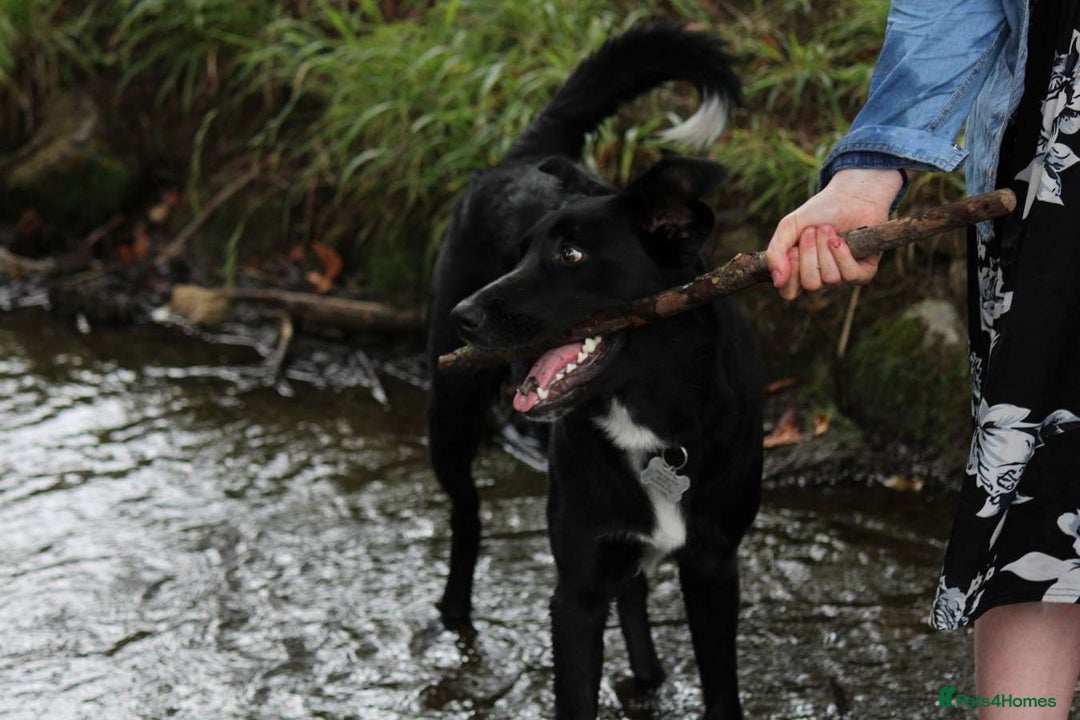 Border Collie dogs for sale: Border collie  - Image 40