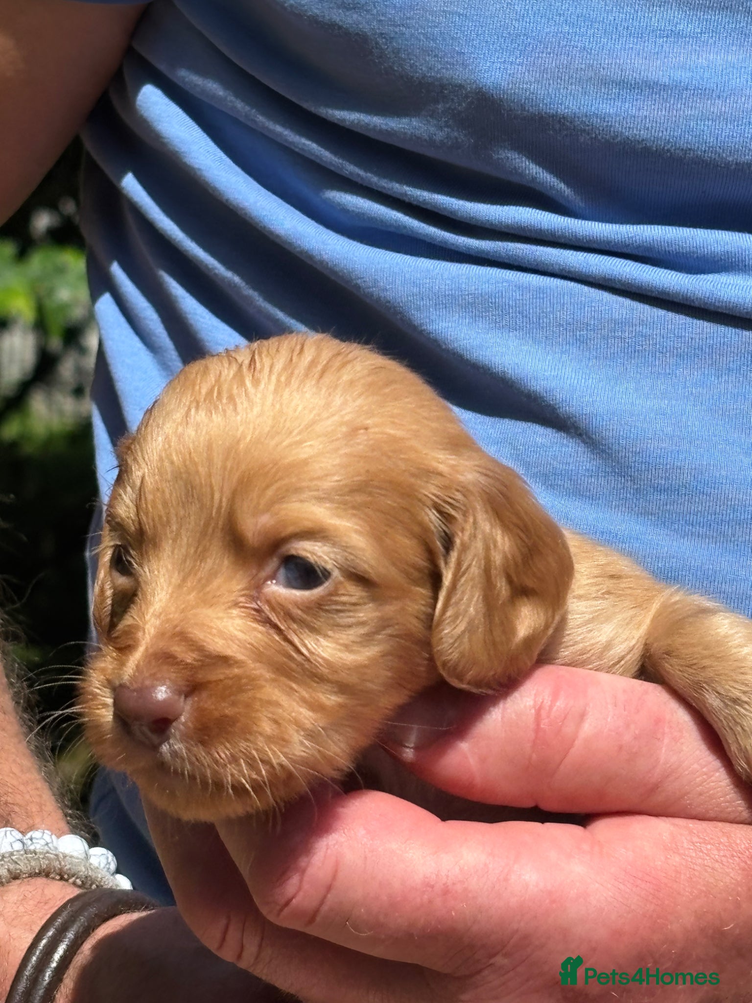 Cocker Spaniel dogs Stunning cocker spaniel puppies for sale  - Advert 2