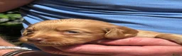 Cocker Spaniel dogs for sale: Stunning cocker spaniel puppies for sale  - Advert 2