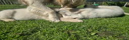 Golden Retriever dogs for sale: all puppies have now been reserved - Advert 5