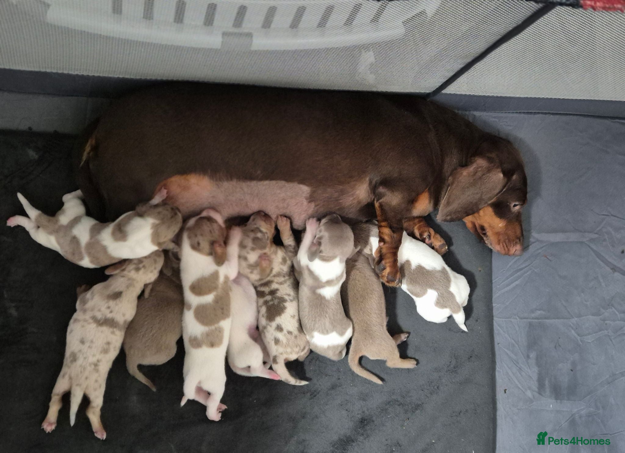 Miniature Dachshund dogs Amazing Miniature Dachshund puppies  - Advert 6