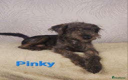 Australian Labradoodle dogs for sale: Australian Labradoodle × Fox Terrier Puppies - Image 11