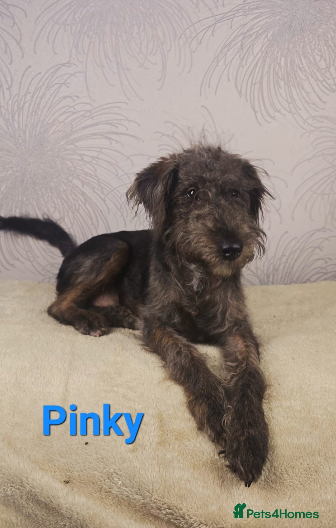 Australian Labradoodle dogs for sale: Australian Labradoodle × Fox Terrier Puppies - Image 11