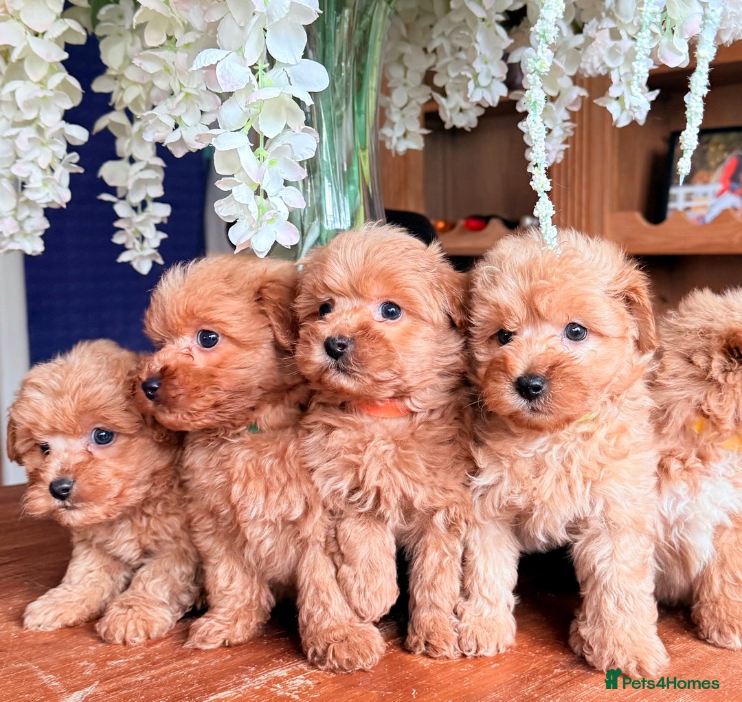 Cairn Terrier dogs for sale: STUNNING F1 cairn-oodle puppies  - Image 3