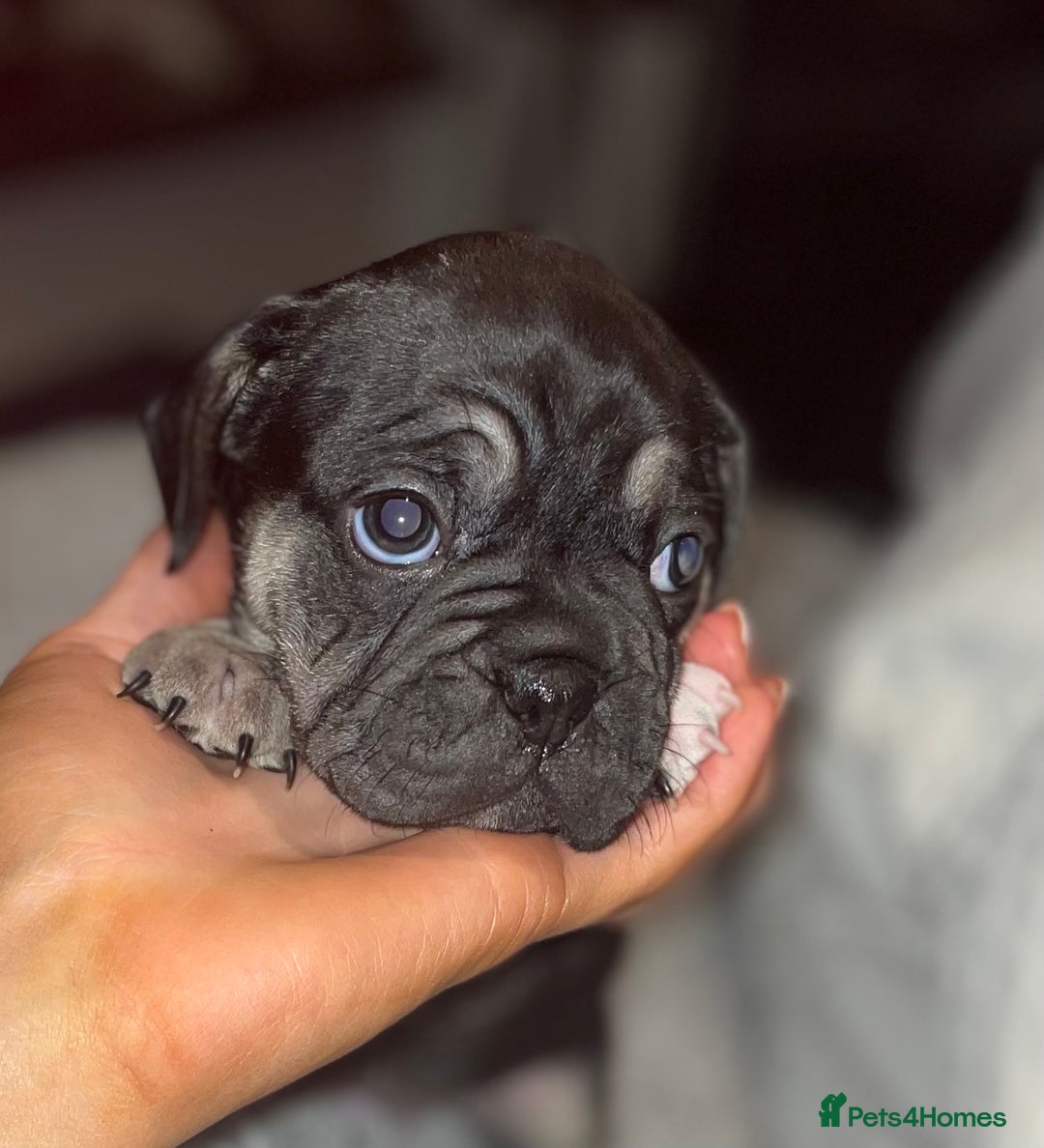 Mixed Breed dogs for sale: Frugs - Advert 10