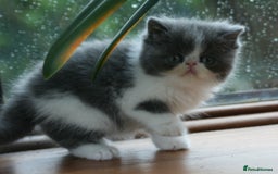 Exotic cats for sale: 2 Exotic male pedigree kittens - Image 8