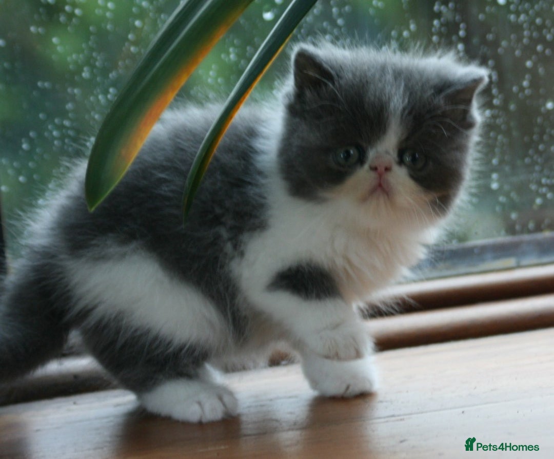 Exotic cats for sale: 2 Exotic male pedigree kittens - Image 8