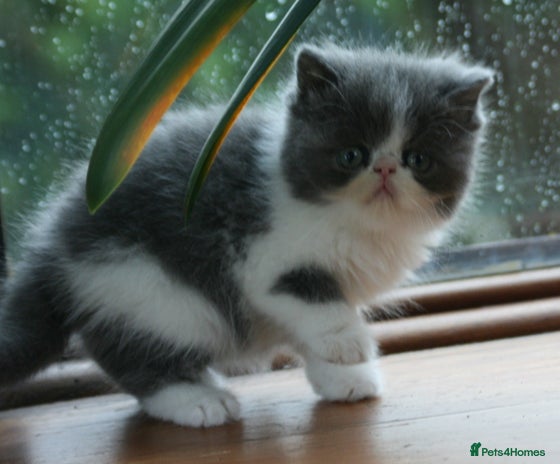 Exotic cats - Advert 8