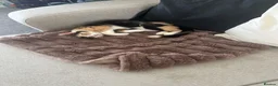 Mixed Breed cats for sale: Spayed female 7 month old  - Advert 3