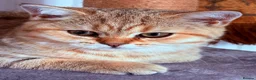 British Shorthair cats for sale: GCCF British Shorthair Golden Shell Girl  Pet Only - Advert 10
