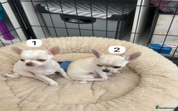 Chihuahua dogs for sale: Gorgeous full chihuahua pups  - Image 4
