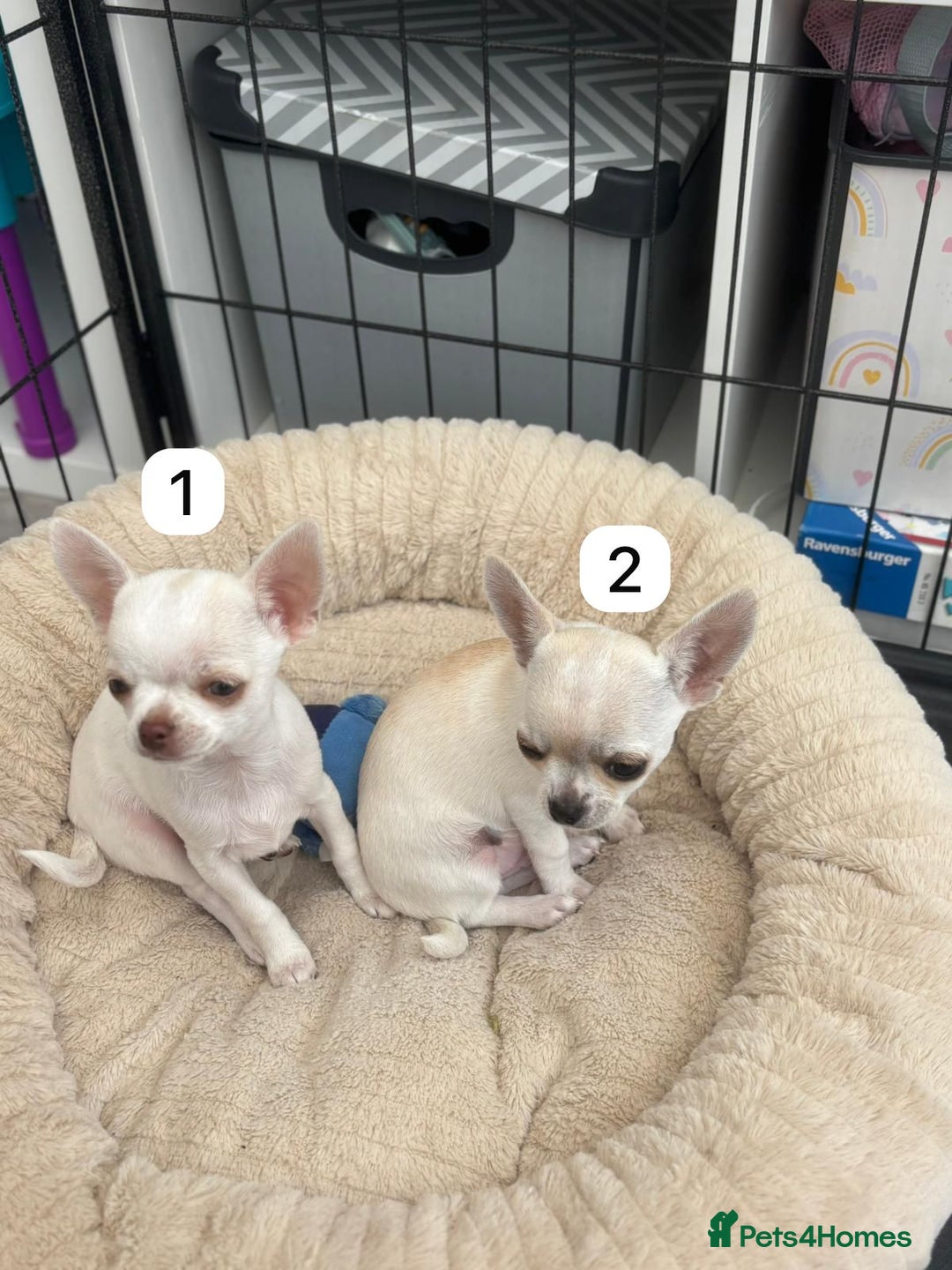 Chihuahua dogs for sale: Gorgeous full chihuahua pups  - Image 4