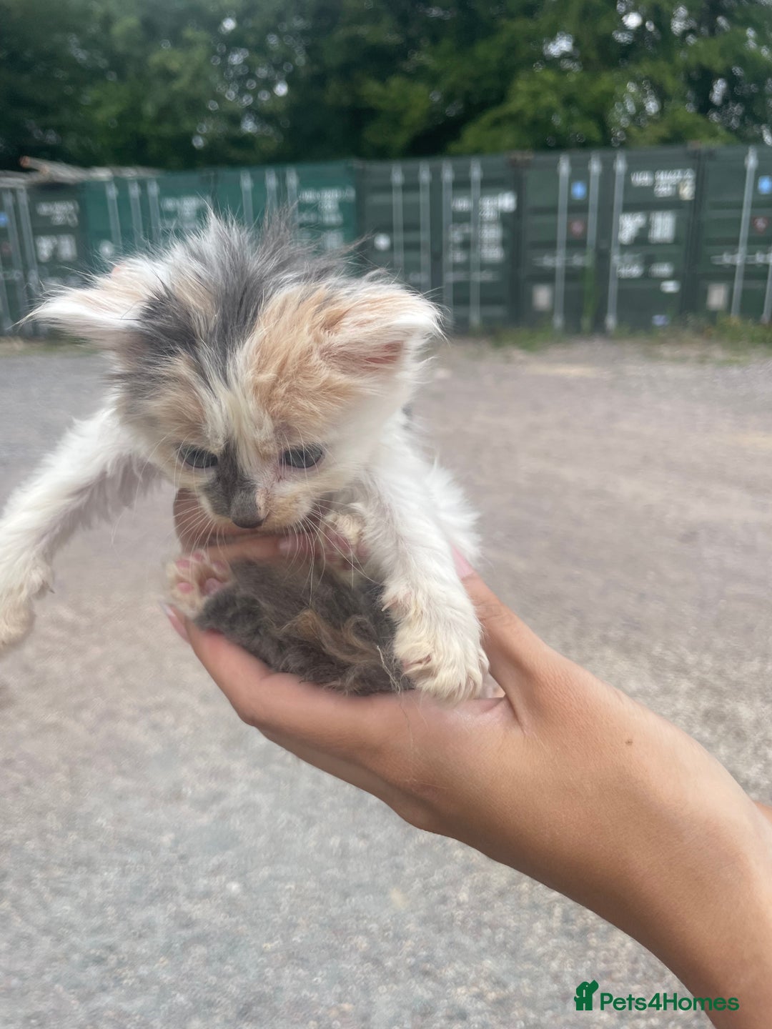 Ragdoll cats for sale: Randall x kittens - Image 8