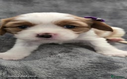 Cavalier King Charles Spaniel dogs for sale: 🐶 KC Cavalier King Charles Spaniel Puppies 🐶 - Image 4