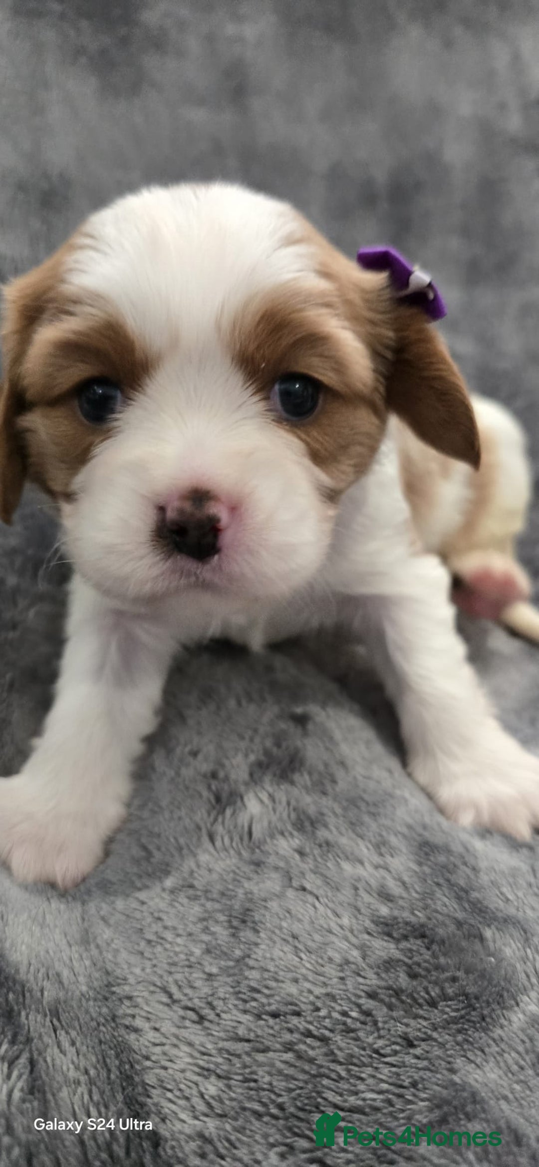 Cavalier King Charles Spaniel dogs for sale: 🐶 KC Cavalier King Charles Spaniel Puppies 🐶 - Image 4