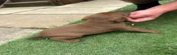 Patterdale Terrier dogs for sale: 🐾 WorkingLine Patterdale Terrier Pups– 28th june - Advert 21