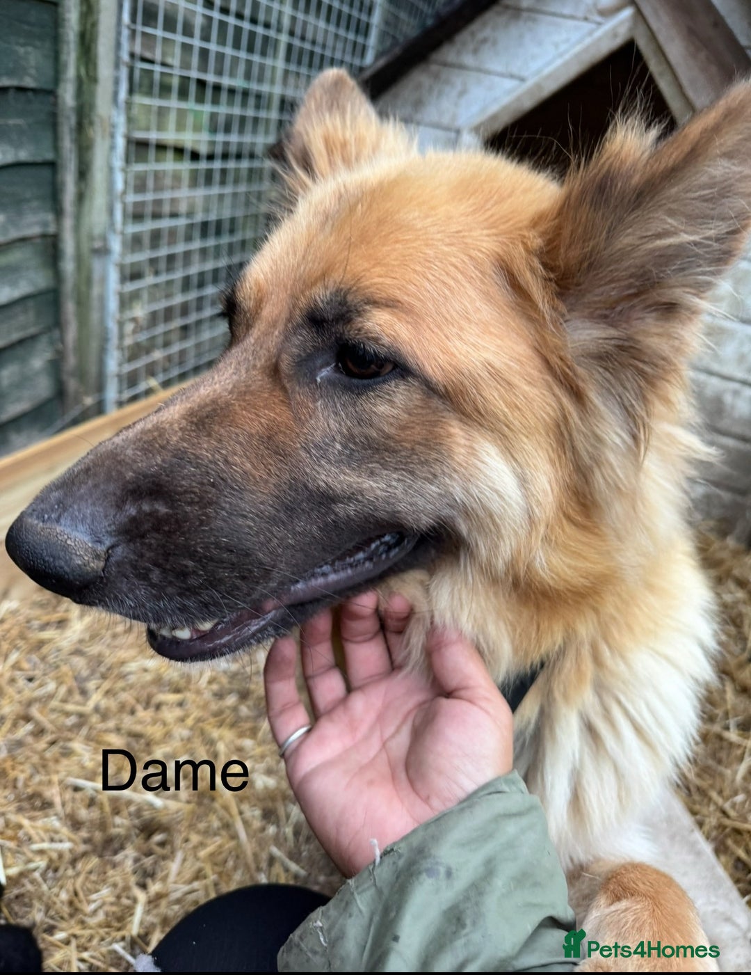 German Shepherd dogs for sale: Beautiful KC Registered GS pups - Advert 10