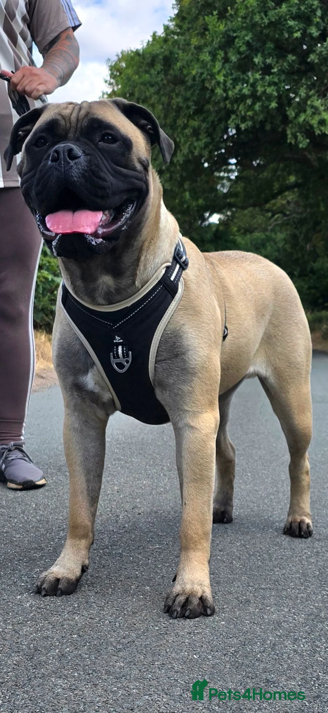 Bullmastiff dogs for sale: Bullmastiff female - Advert 1