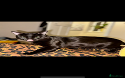 Bengal cats for sale: Magnificent bengal stud boy 😍 - Image 3