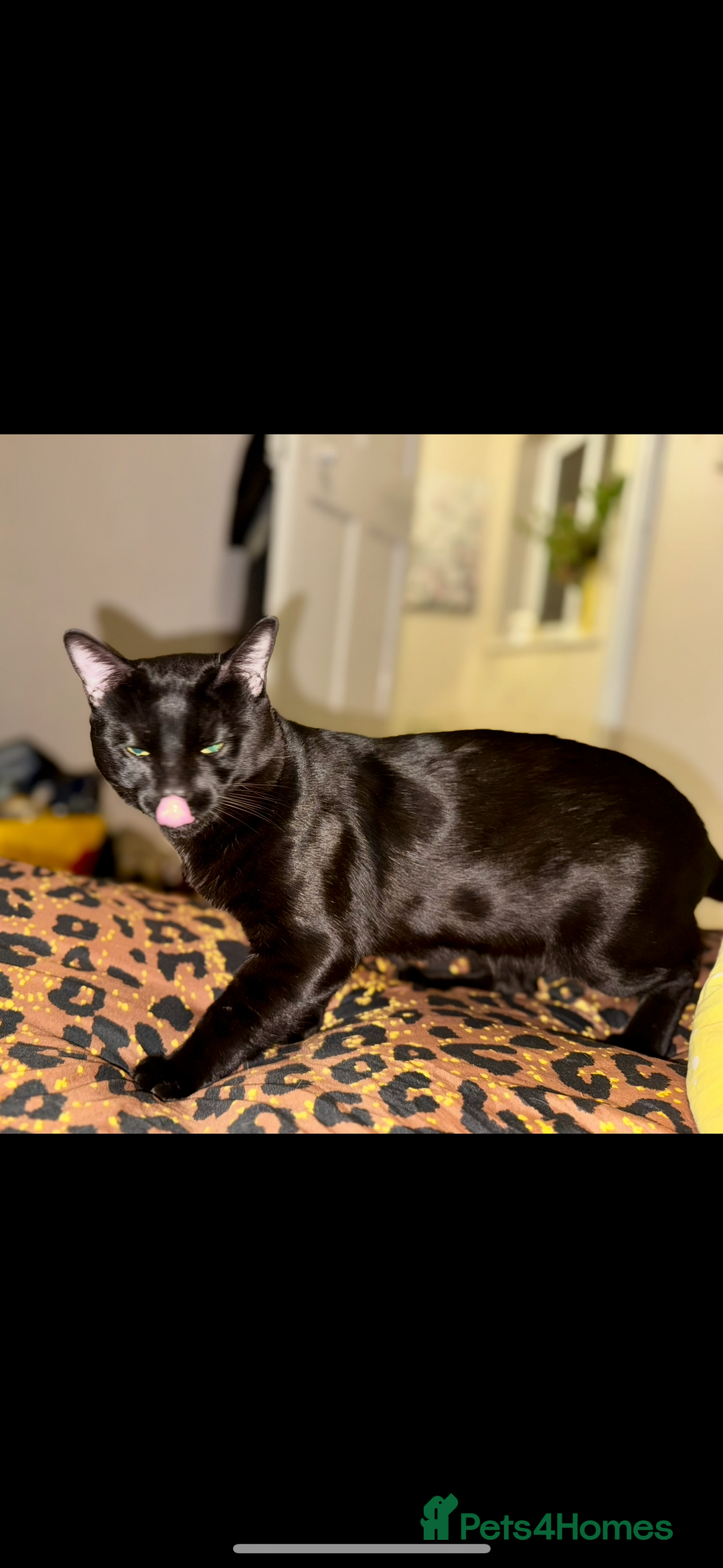 Bengal cats for sale: Magnificent bengal stud boy 😍 - Image 3