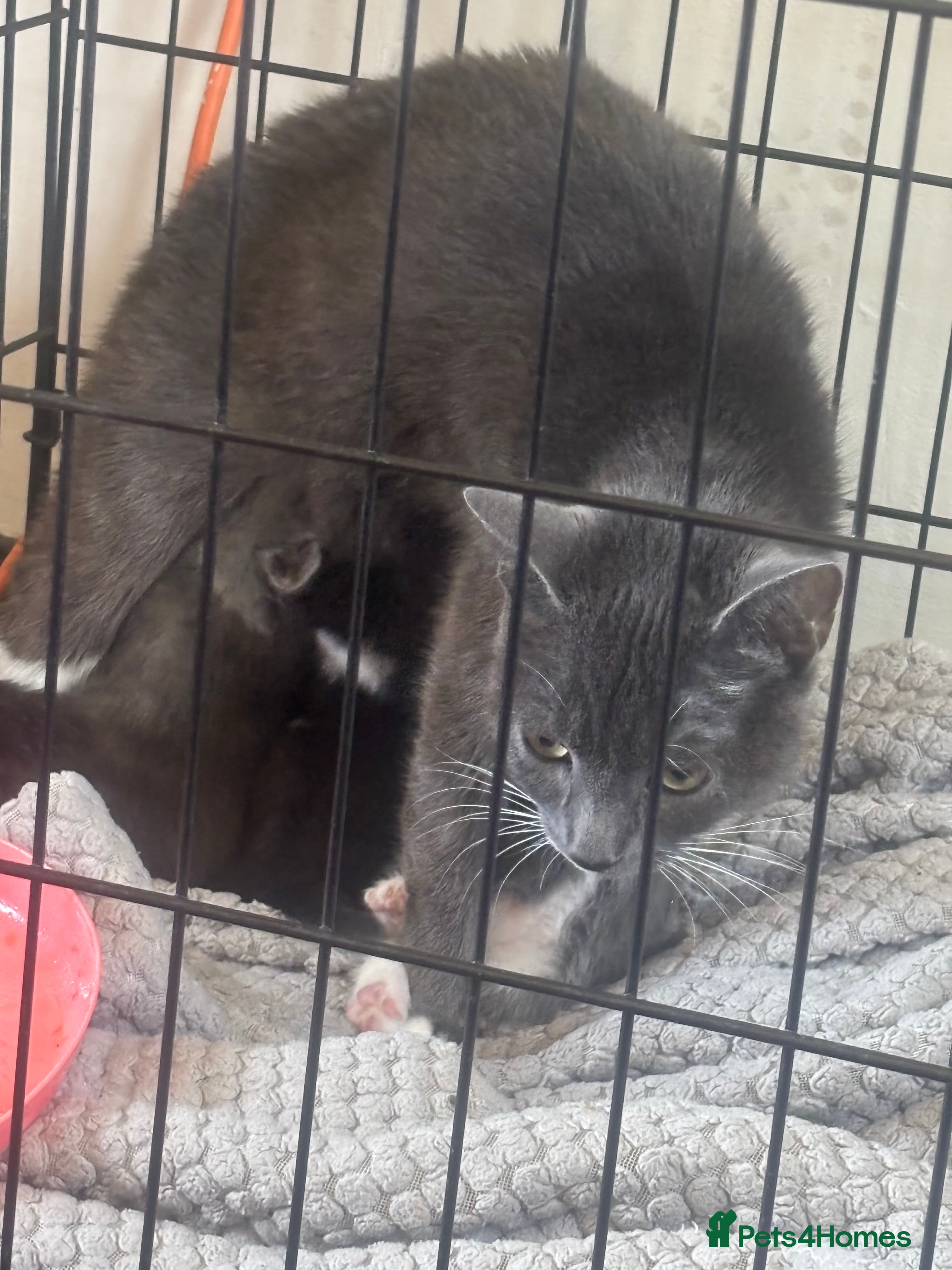 Mixed Breed cats Kittens for sale - Advert 5