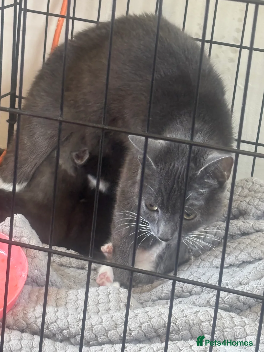 Mixed Breed cats for sale: Kittens for sale - Advert 1