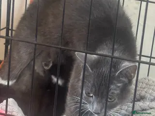 Mixed Breed cats Kittens for sale - Advert 5