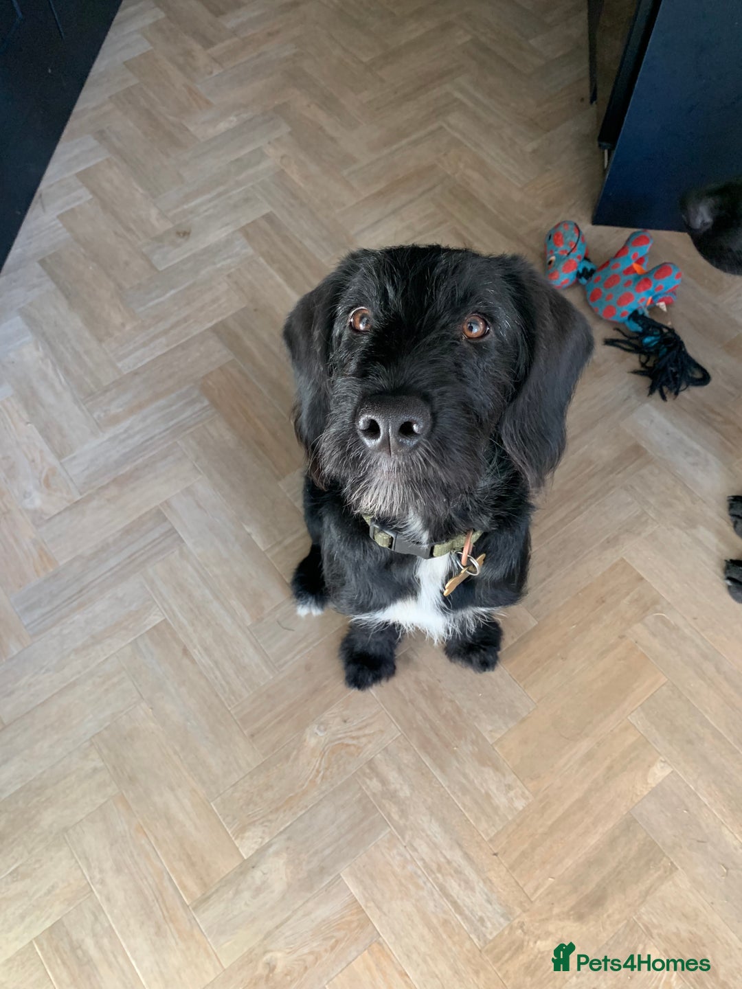 Labradoodle dogs for stud: F1b Miniature Labradoodle (Fully Health Tested) - Advert 35