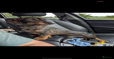 Miniature Dachshund dogs - Advert 1