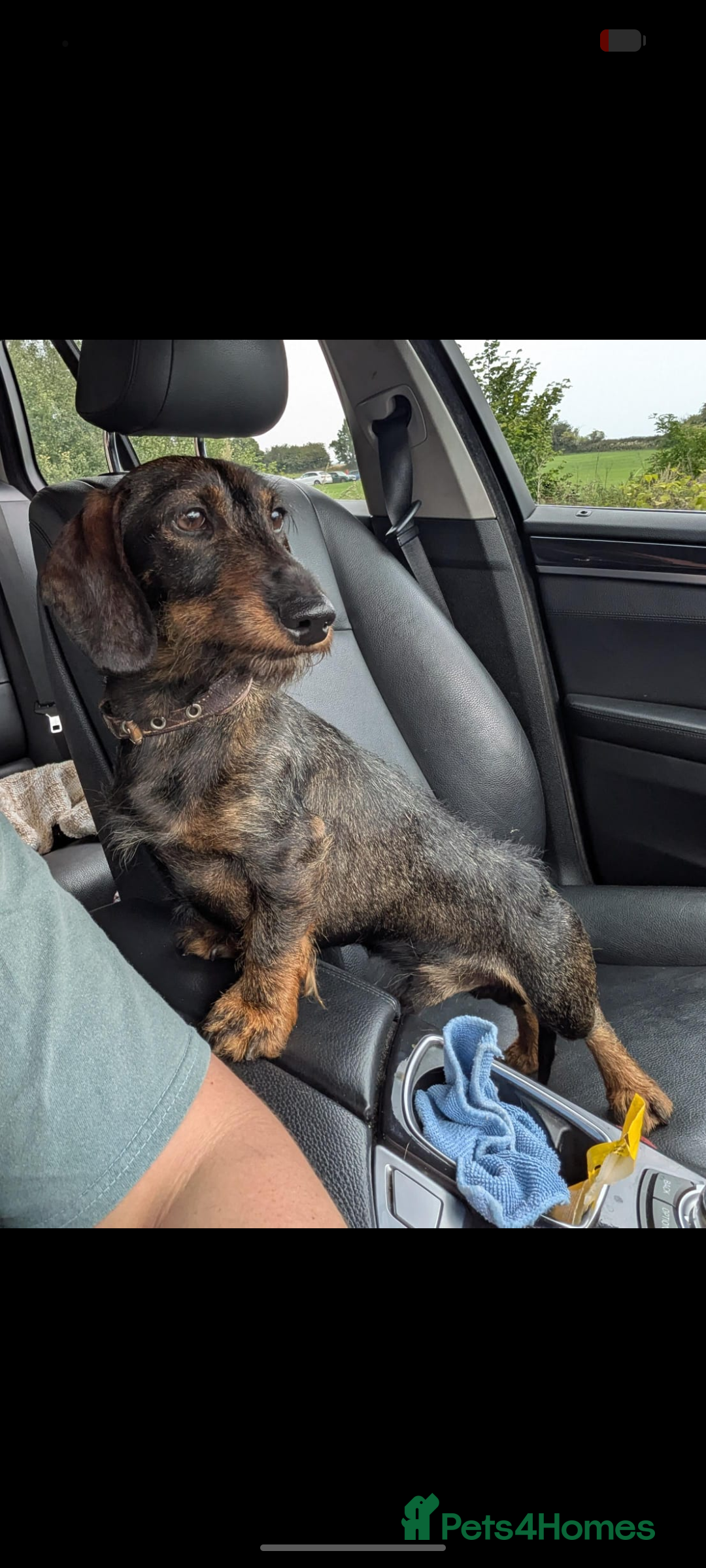 Miniature Dachshund dogs for sale: Wire X smooth mini dachshunds - Image 3