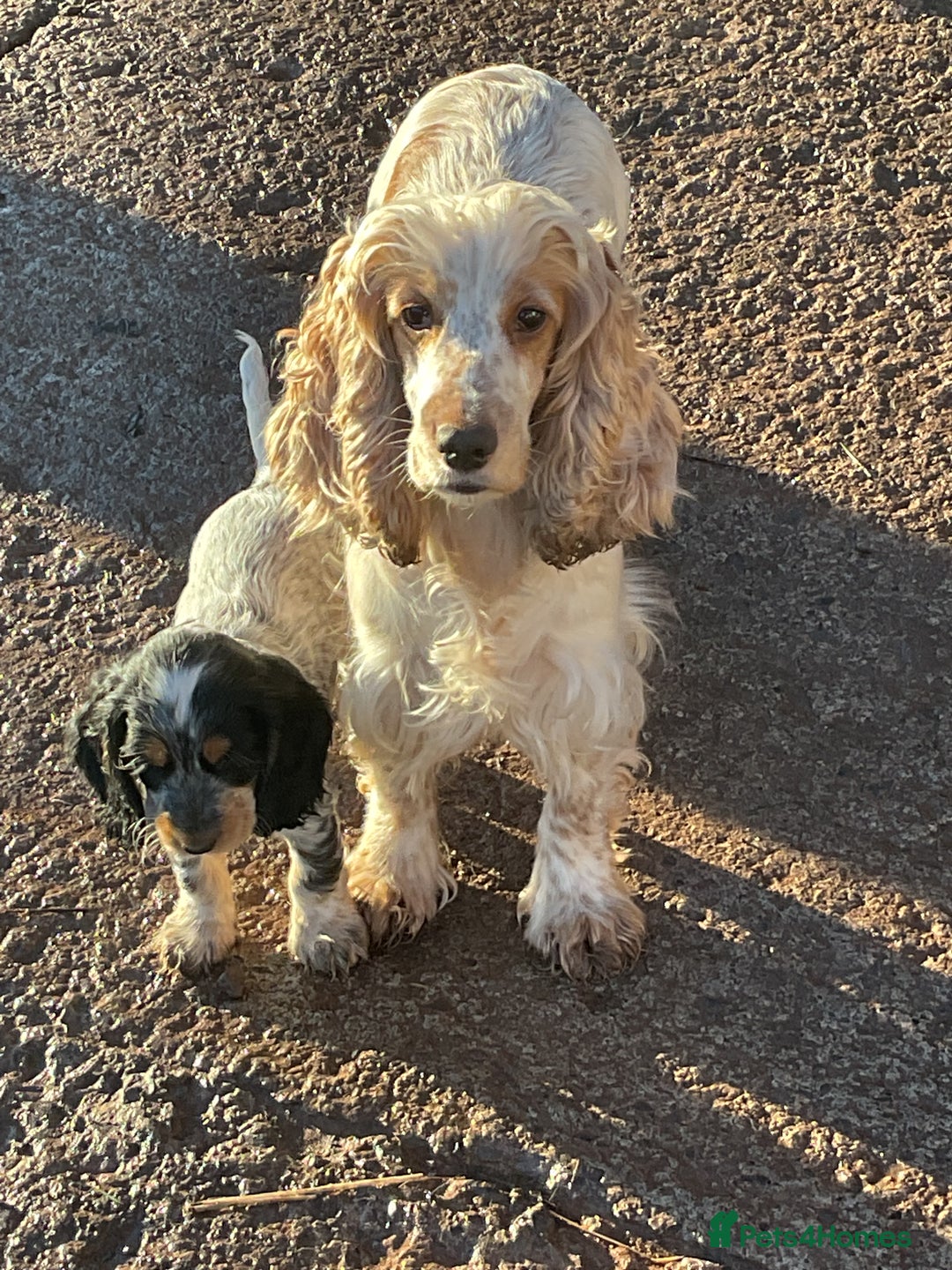 Cocker Spaniel dogs for sale: Blue roan tan cocker spaniel puppies  - Advert 5