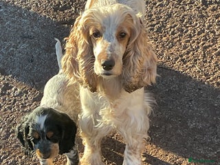 Cocker Spaniel dogs Blue roan tan cocker spaniel puppies - Advert 13
