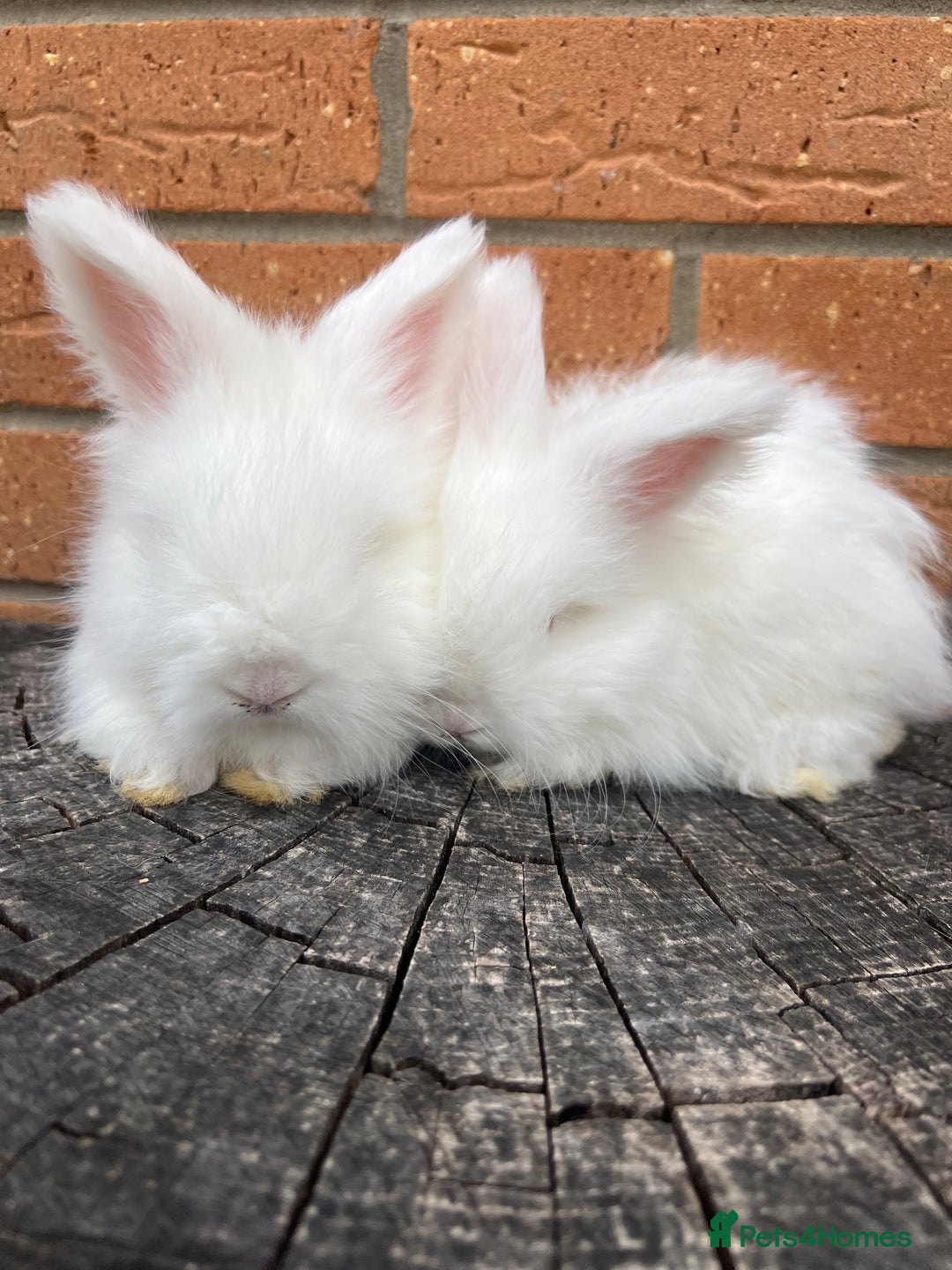 Angora rabbits for sale: Quality English Angora babies - Image 2