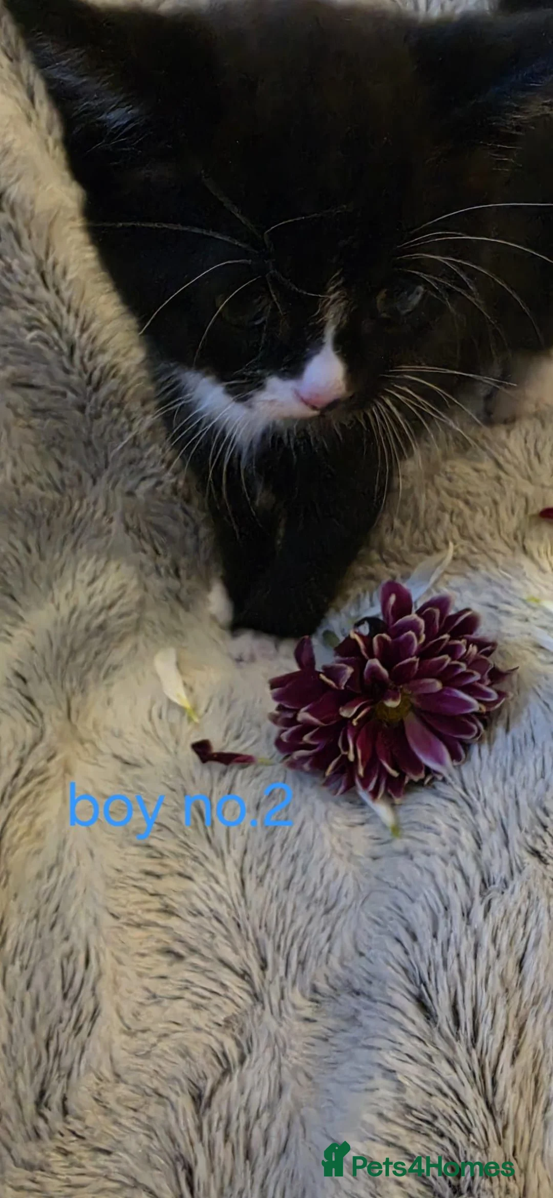 British Shorthair cats for sale: 🩷 Super cute kittens 🩷 - Advert 24