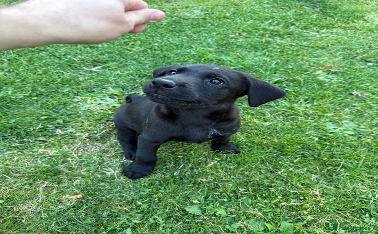 Labrador Retriever dogs - Advert 1