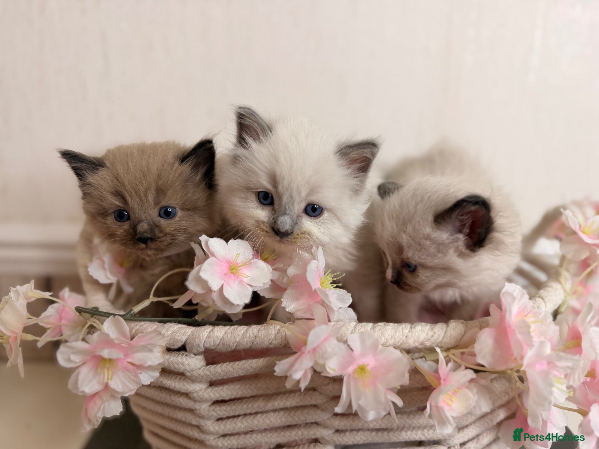 Ragdoll cats 10 Stunning Ragdoll Kittens available 🐾 - Advert 1