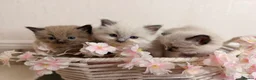 Ragdoll cats for sale: 10 Stunning Ragdoll Kittens available 🐾 in Henfield - Advert 1