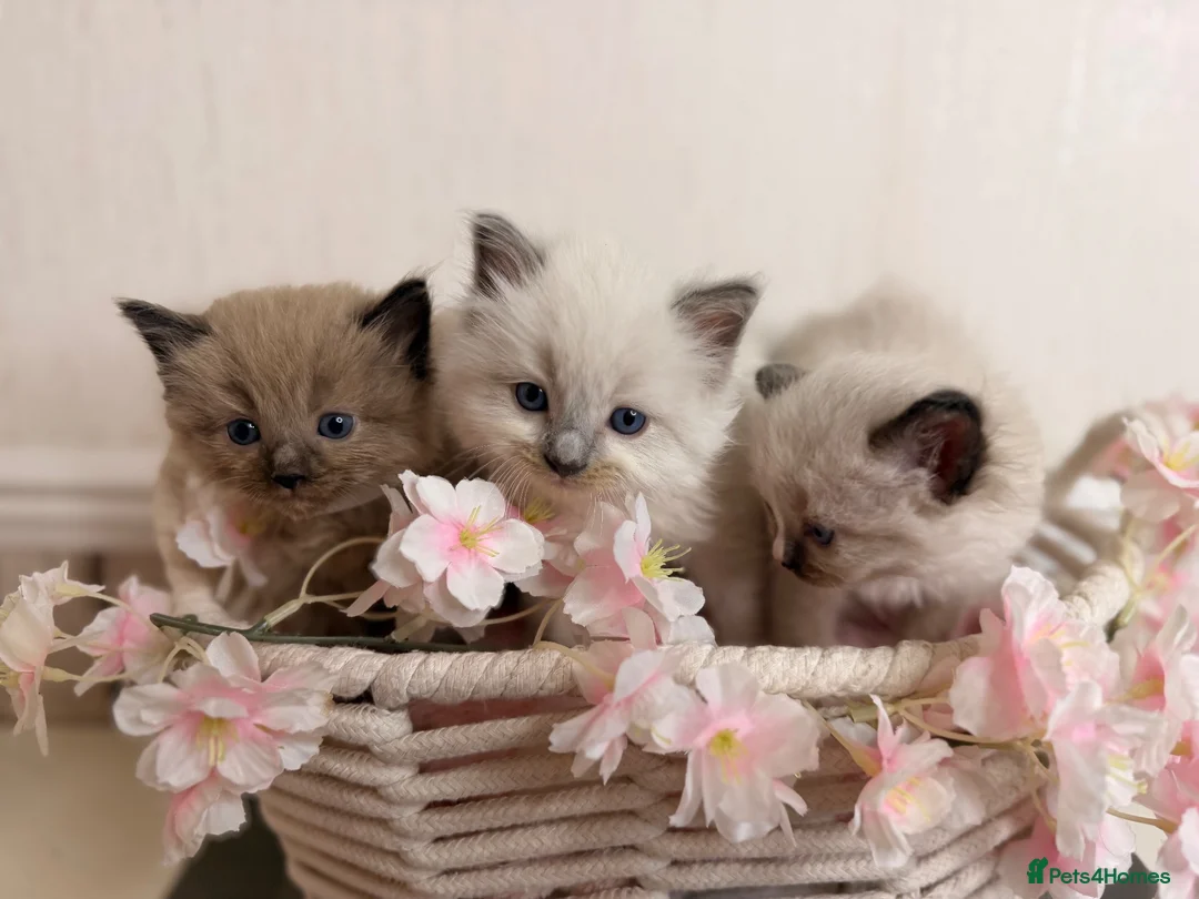 Ragdoll cats for sale: 10 Stunning Ragdoll Kittens available 🐾 in Henfield - Advert 1