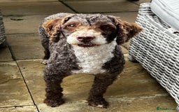 Miniature Poodle dogs for stud: Miniature Poodle KC Reg Fully DNA Health Tested  in Radstock - Image 5