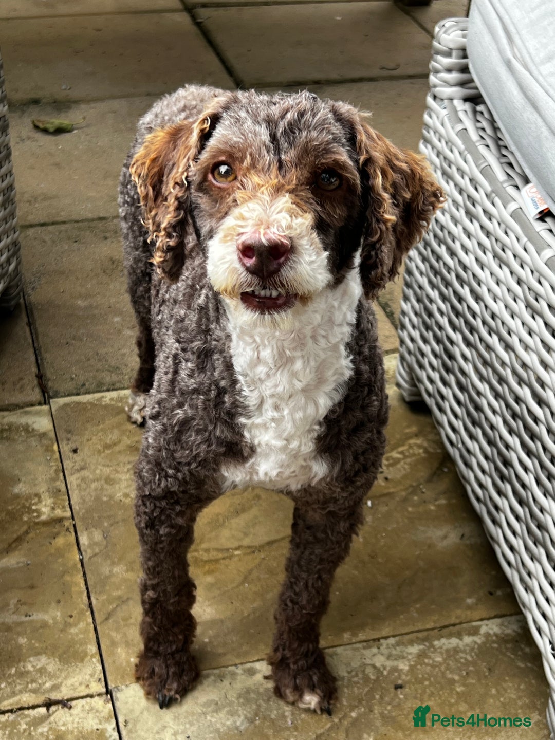 Miniature Poodle dogs for stud: Miniature Poodle KC Reg Fully DNA Health Tested  in Radstock - Image 5