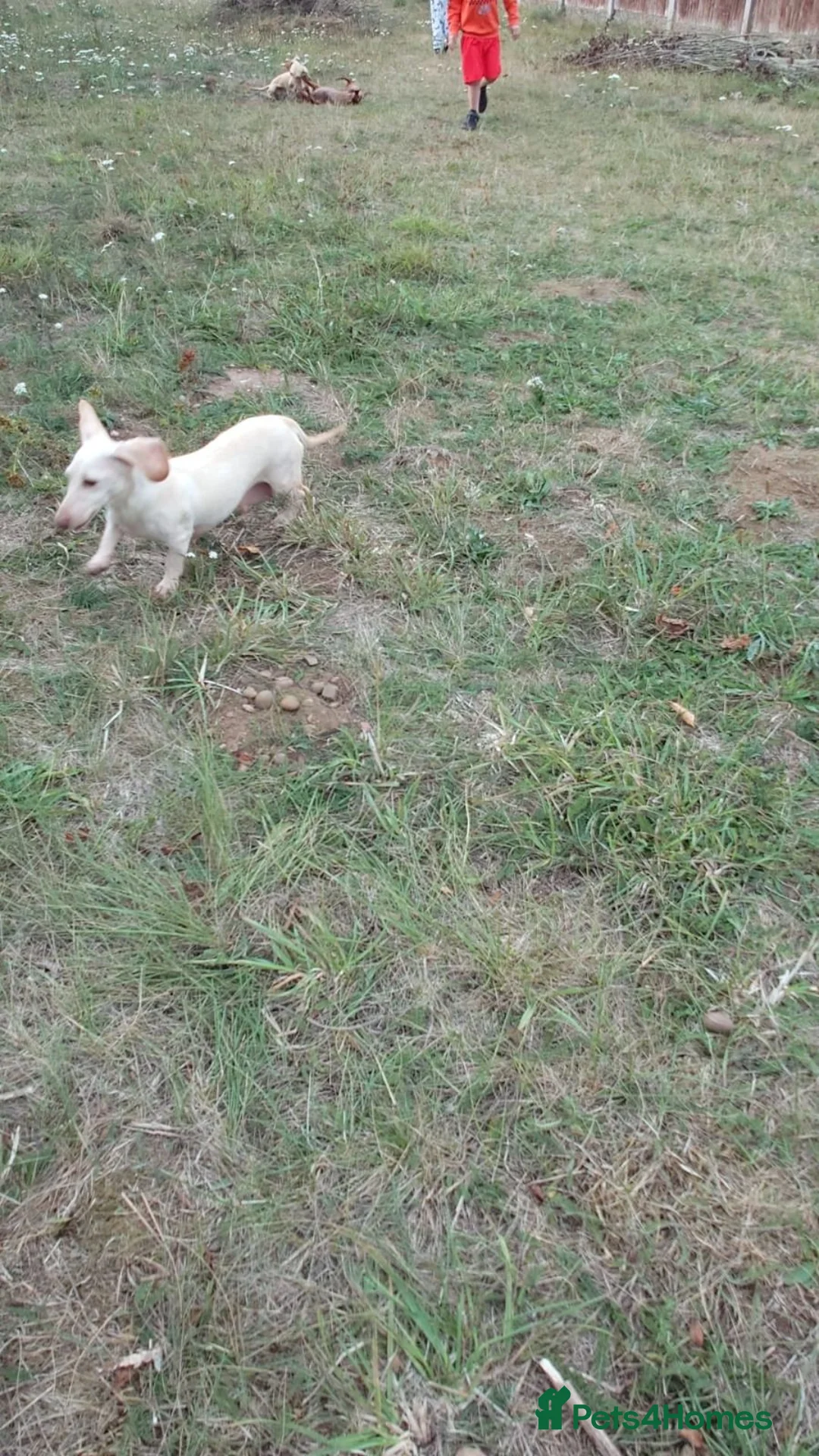 Miniature Dachshund dogs for sale: Girl and boy cream miniature dachshunds  - Advert 2