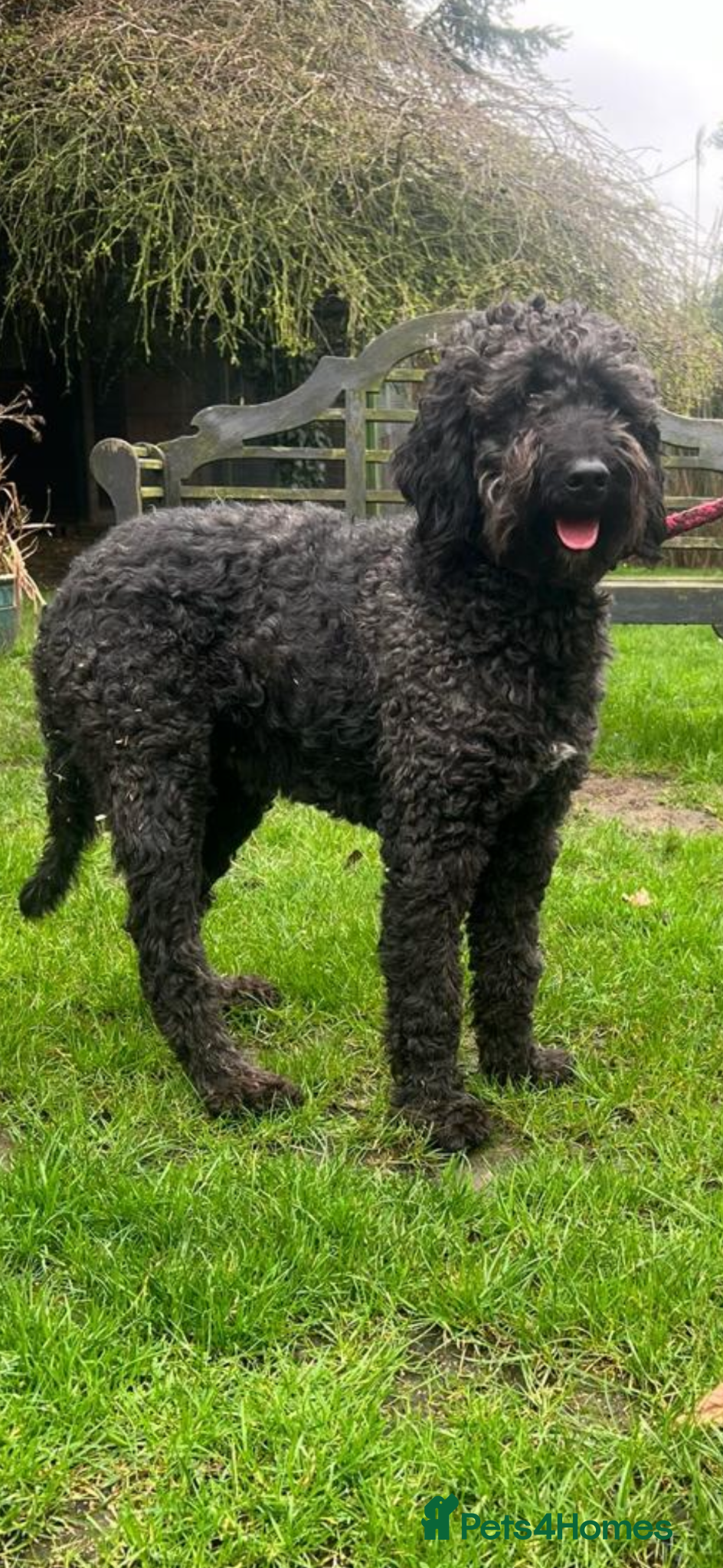 Bernedoodle dogs Gorgeous Bernedoodle female  - Advert 4