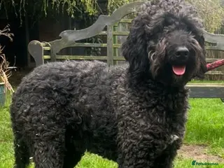Bernedoodle dogs Gorgeous Bernedoodle female - Advert 15