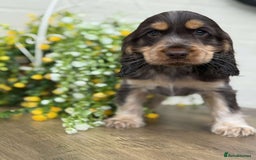Cocker Spaniel dogs for sale: Showtype cocker spaniels  - Image 7