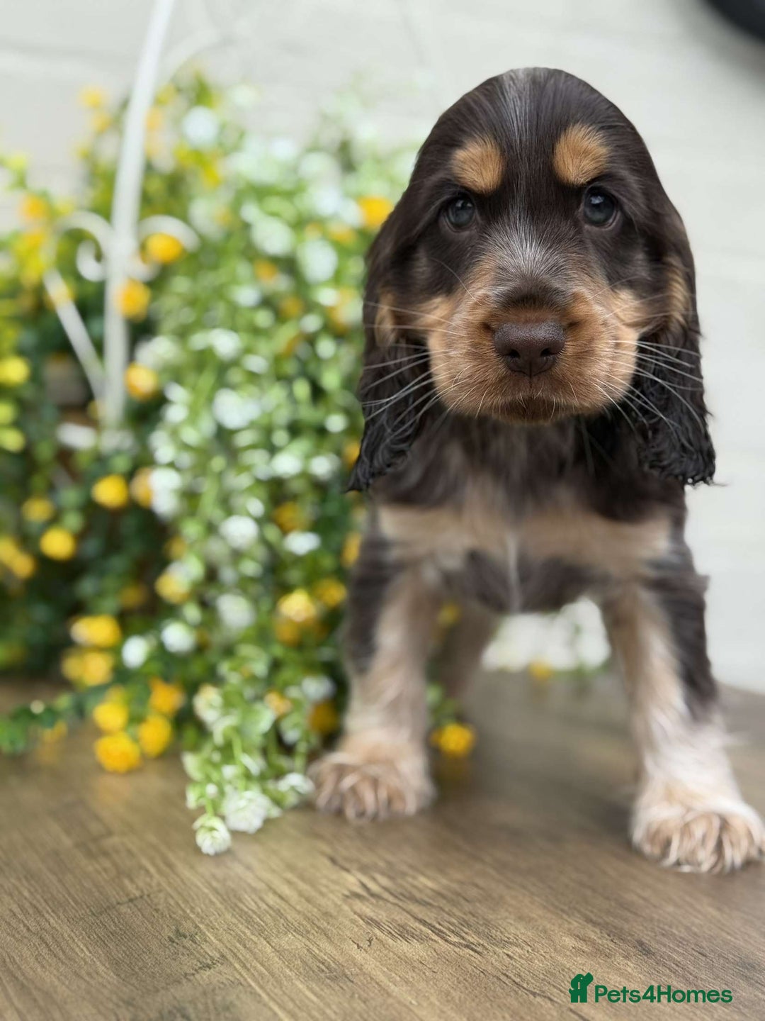 Cocker Spaniel dogs for sale: Showtype cocker spaniels  - Image 7