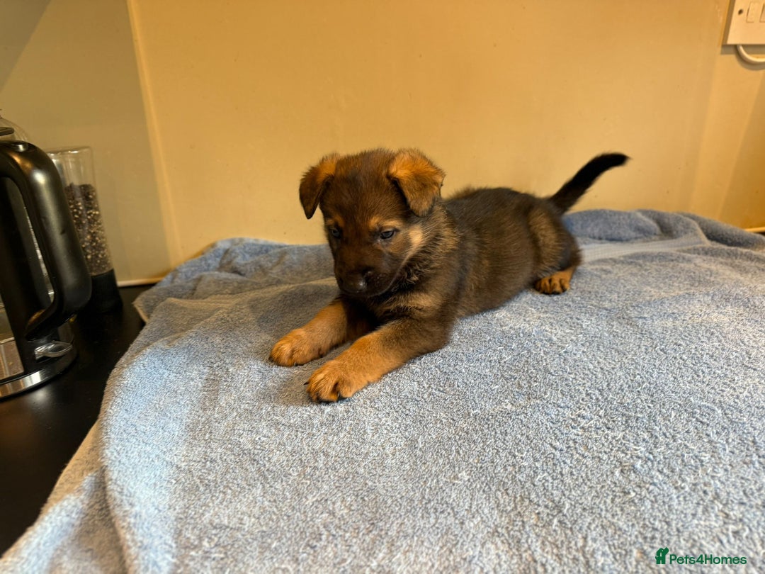 German Shepherd dogs for sale: German shepherd puppies  - Advert 7
